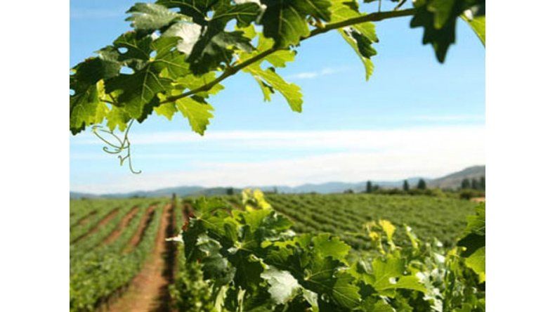 Para los amantes del buen vino