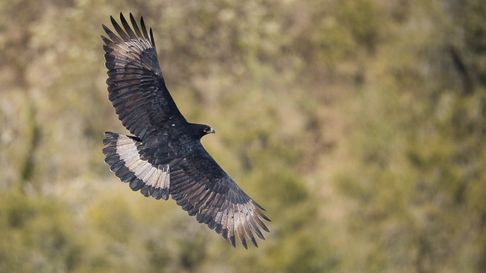 Todo Jujuy | Buscan proteger al ave rapaz más grande de Sudamérica que habita en Jujuy