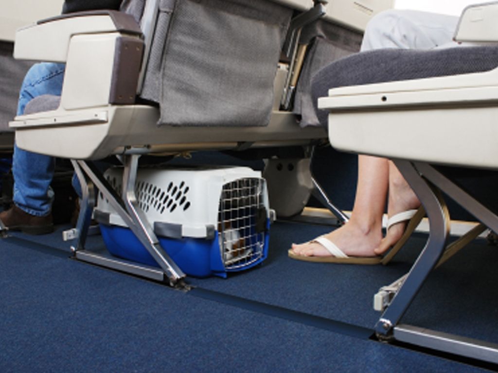 Perros en avion