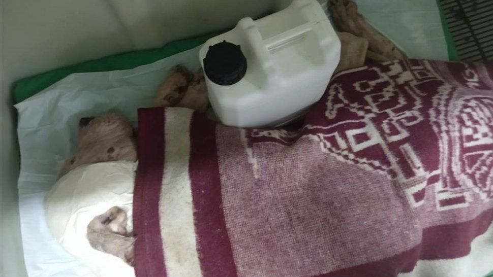 Goku, el dogo gravemente maltratado, se recupera favorablemente
