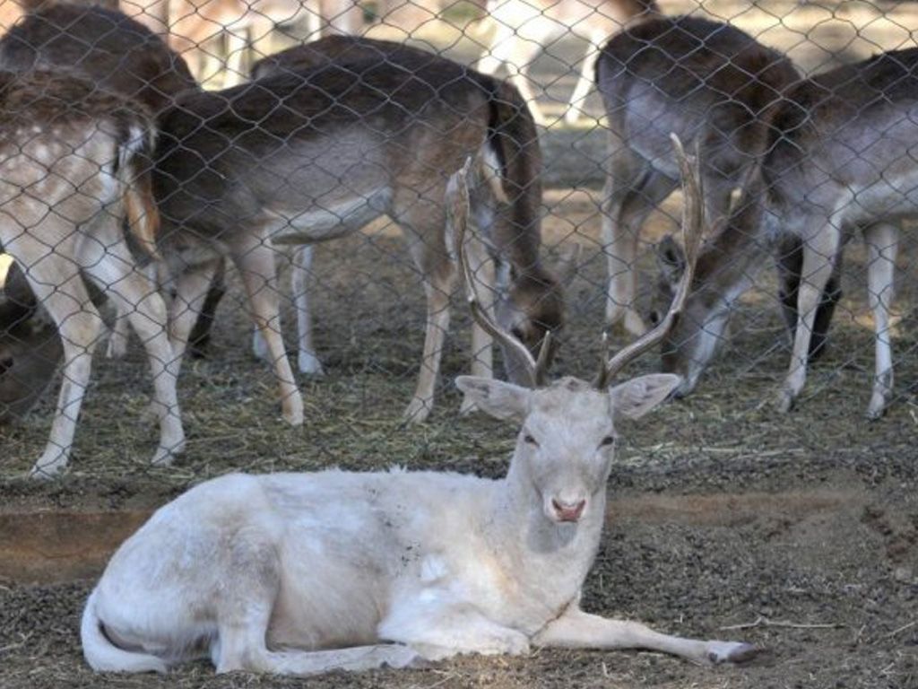 Animales en peligro