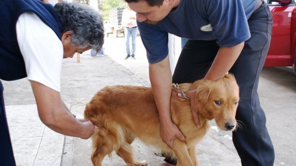 Riesgo para los animales en la vacunación: controversia por la antirrábica en la capital jujeña