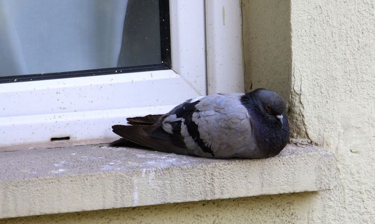 Cómo Ahuyentar Las Palomas Del Balcón O El Patio De Tu Casa