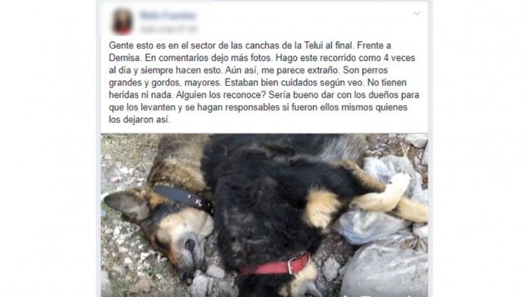 Posteo perros.jpg