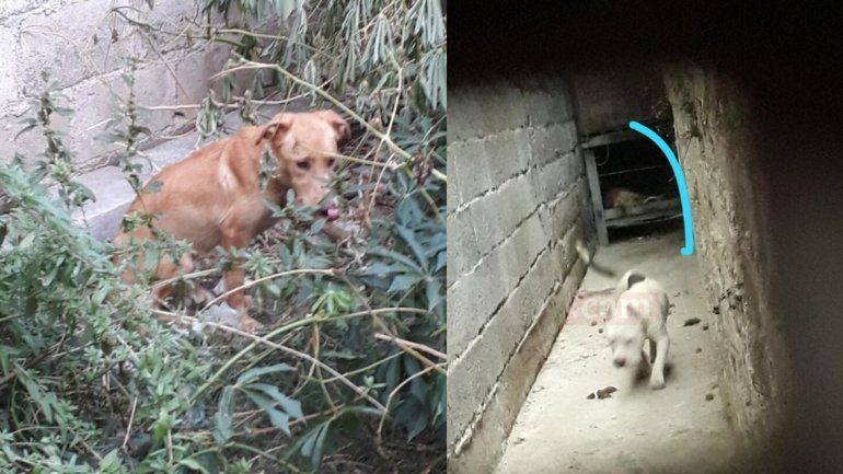 Perros abandonados (4).jpg
