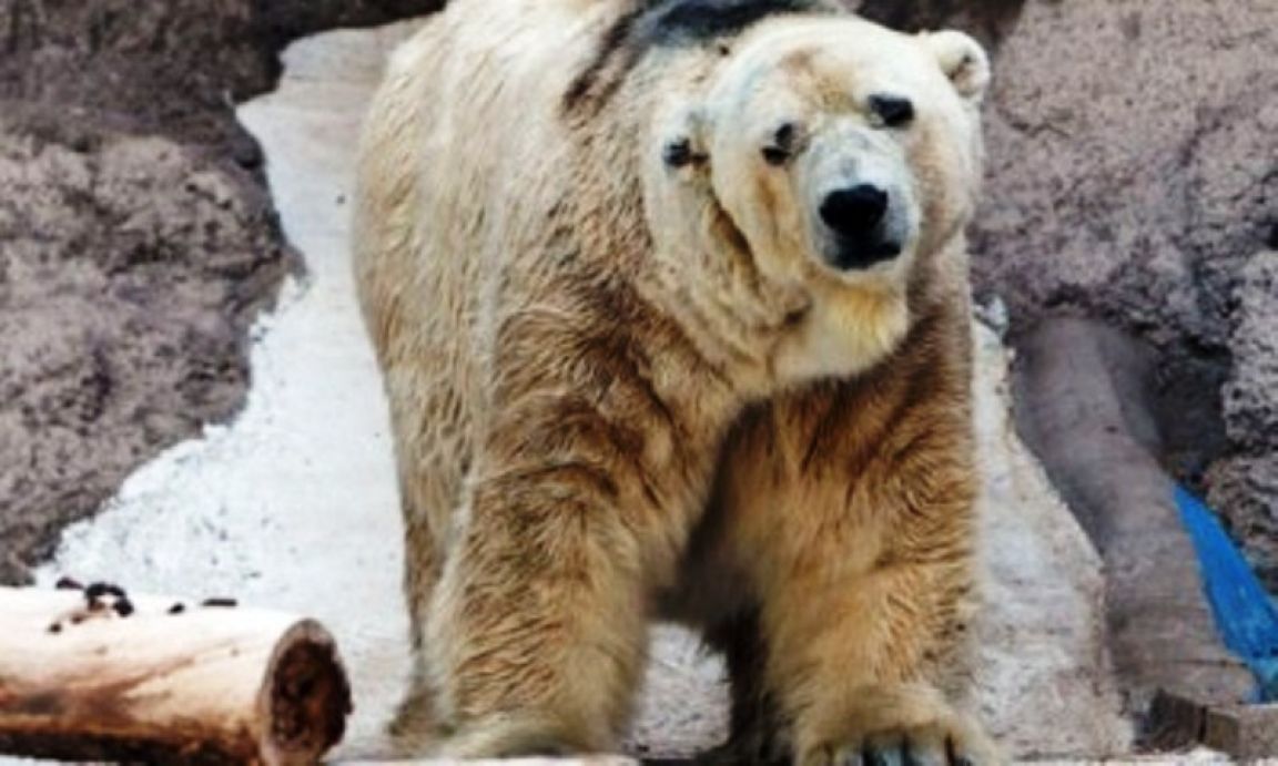 Oso Arturo