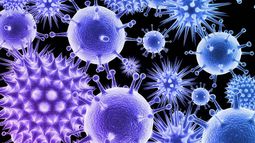 Hicieron cambios genéticos en una variedad de E. coli, logrando su inmunidad total ante todas las infecciones virales.