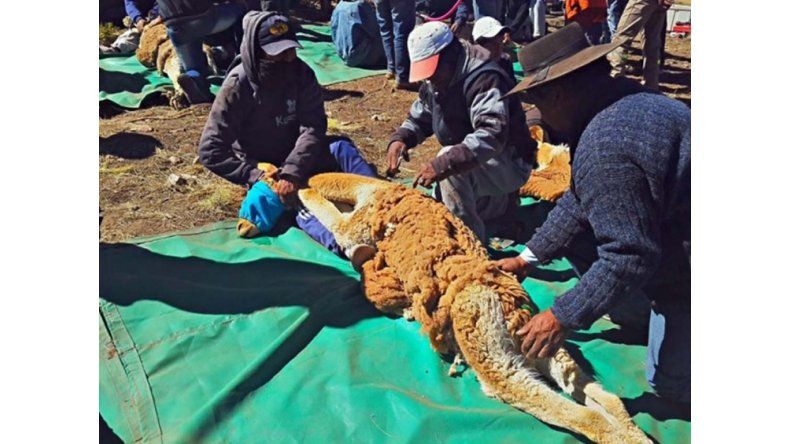 Esquila de vicuñas