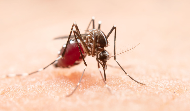 Mosquito del dengue.