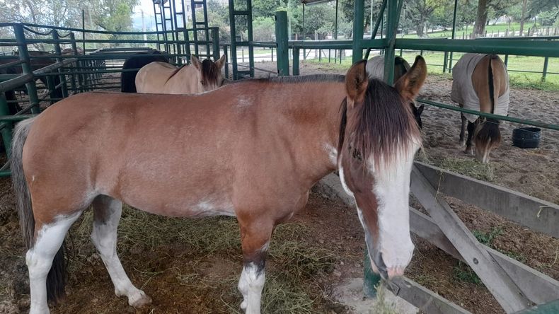 Exposicion de caballos (5).jpeg
