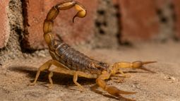 Picadurasde alacranes (Foto generada con IA)
