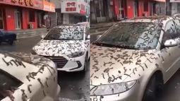 China: misterio y miedo por lluvia de gusanos.&nbsp;