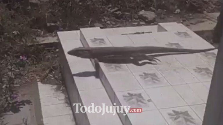 Un Caraguay sorprendió en el cementerio de Libertador