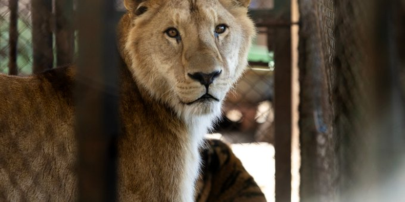 En un traslado sin precedentes, 30 felinos dejan el exzoo de Luján rumbo a dos santuarios en el exterior.