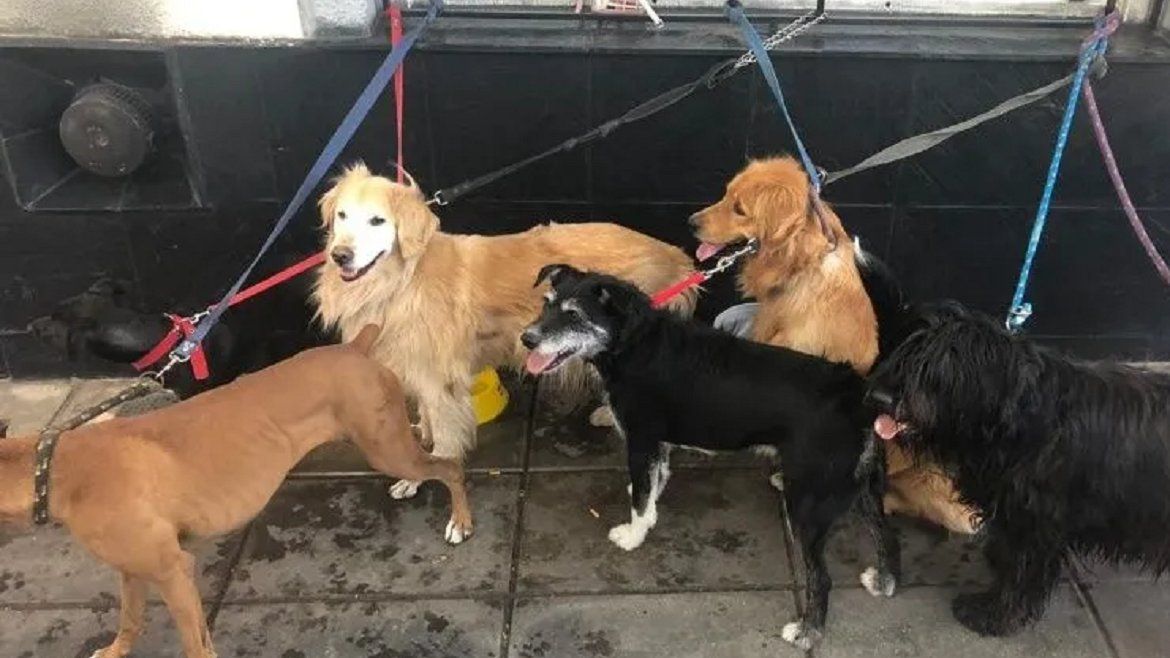 Todo Jujuy | perros.png