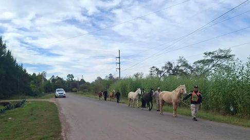 Todo Jujuy | Caballos sueltos (1)