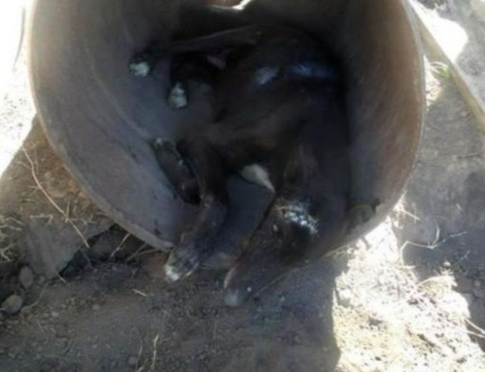 perros santafesino