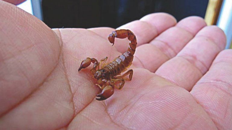 Picaduras de alacranes (Foto ilustrativa)