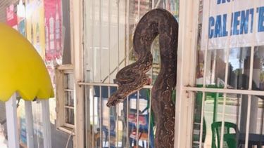 Una víbora gigante apareció en un negocio de Salta y causó pánico