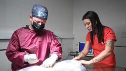 Operativos de castración y vacunación: dónde y cuándo se brindarán los servicios gratuitos esta semana Operativos de castración y vacunación: dónde y cuándo se brindarán los servicios gratuitos esta semana