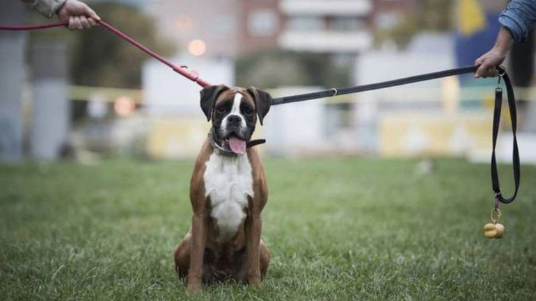 El matrimonio se acercó al Juzgado de Familia Nº 6 de San Isidro y, al detallar los bienes, manifestó que durante su convivencia no habían tenido hijos pero si habían adquirido dos perros. 