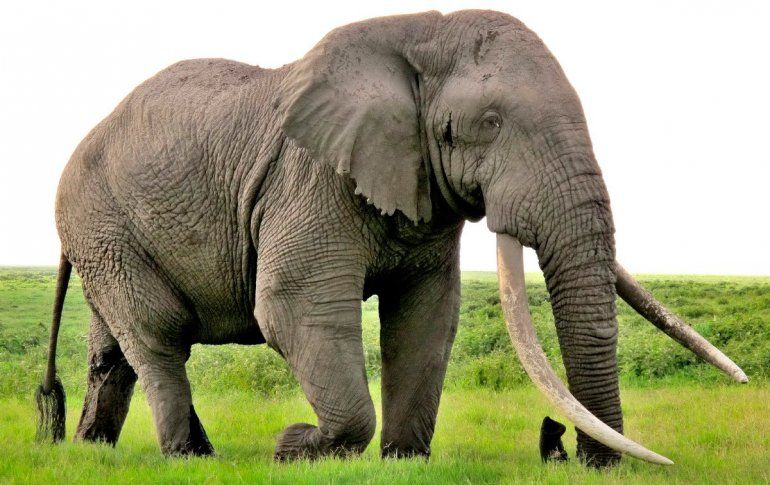 Elefante