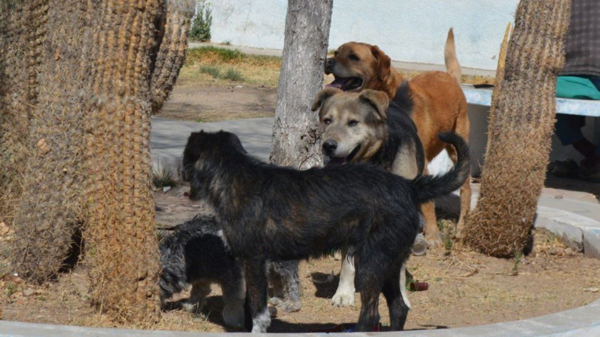 La Quiaca: renunció el único médico veterinario