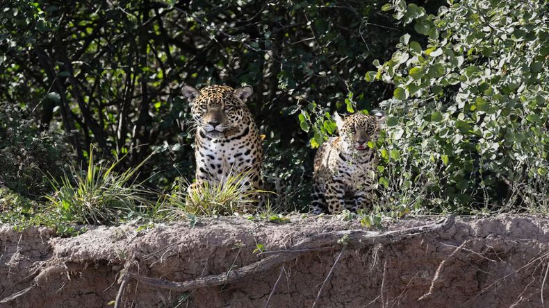Nala y su cachorro, cuyo nacimiento en el Chaco marca el regreso de la especie tras 30 años sin registros.