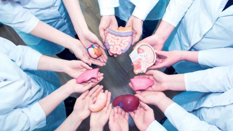 Donación de órganos.