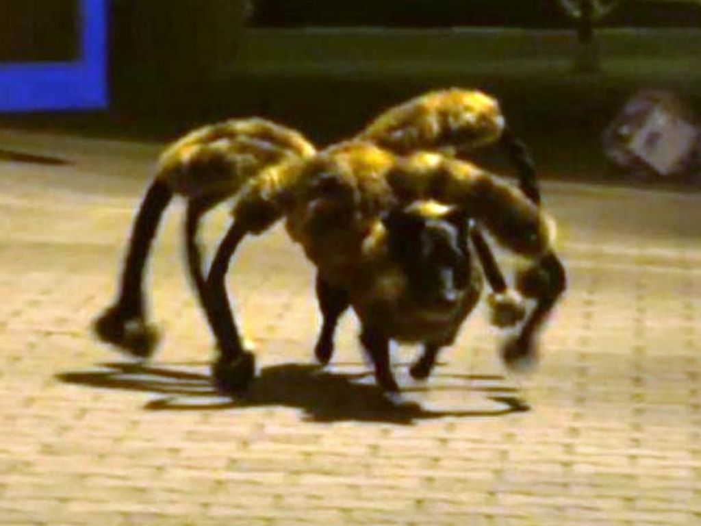 Perro araña