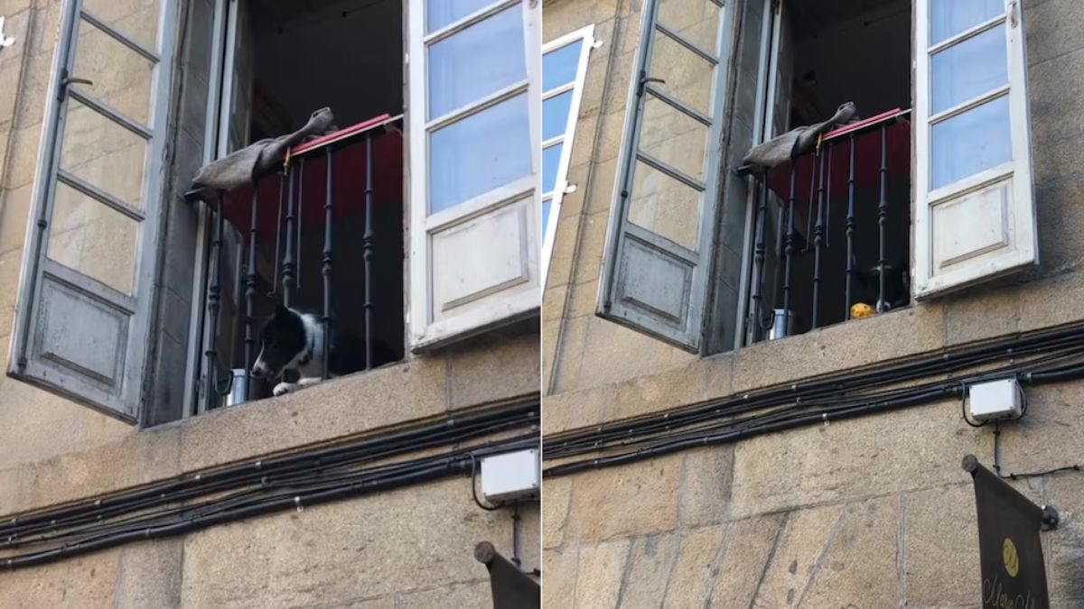 Un perro se hace viral en TikTok por jugar desde una ventana con los peatones. &nbsp;
