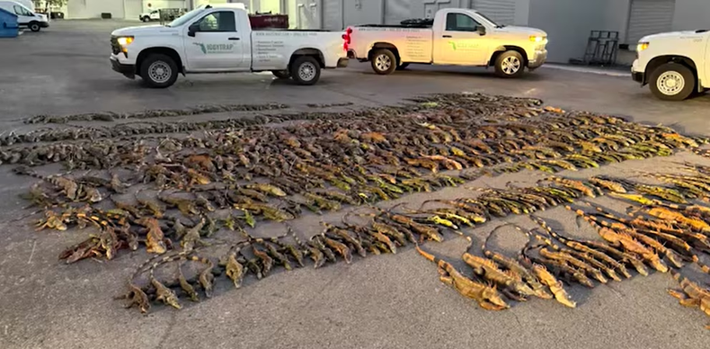 La Comisión recuerda que las iguanas verdes son una especie invasora cuya presencia en Florida afecta a los ecosistemas locales.