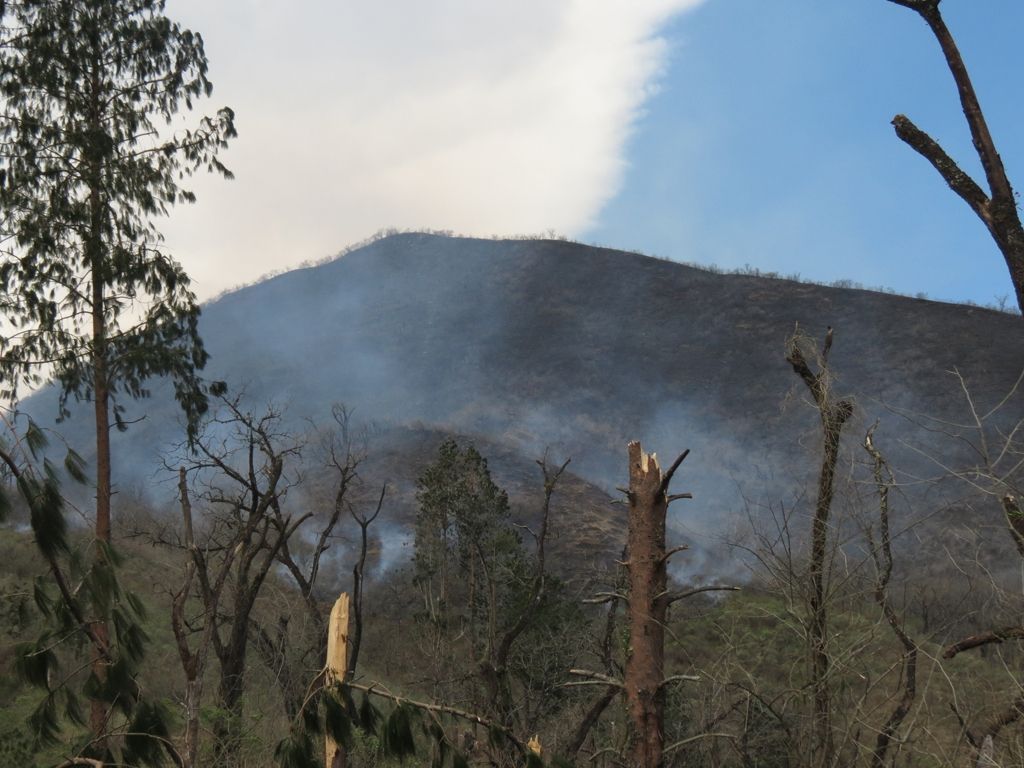Incendios forestales