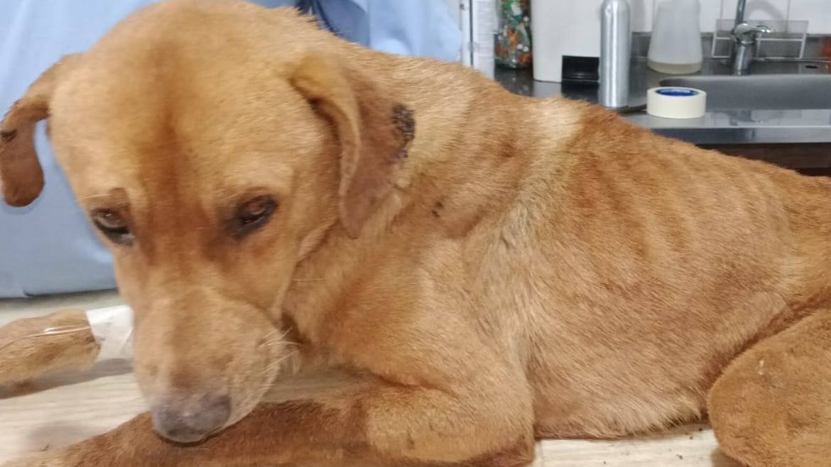 La lucha de un perrito maltratado.