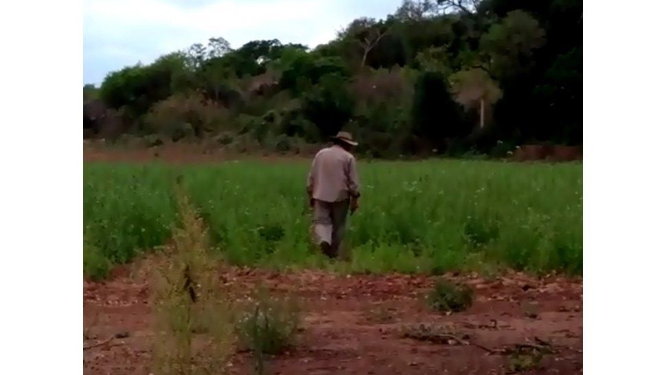 Las langostas llegaron a San Pedro y sigue la alerta nacional