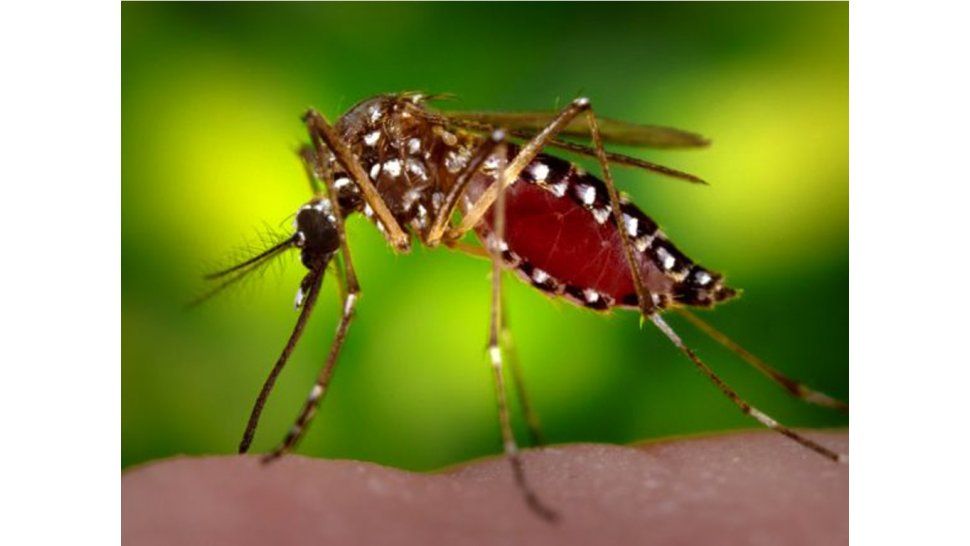 Virus transmitido por mosquitos, Zika