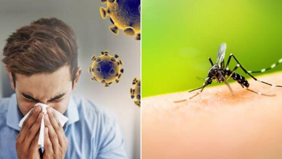 Coronavirus y dengue: cómo diferenciar ambos virus