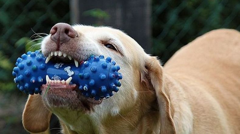 Qué juguetes no hay que darle a las mascotas porque pueden ser peligros según la inteligencia artificial Qué juguetes no hay que darle a las mascotas porque pueden ser peligros según la inteligencia artificial