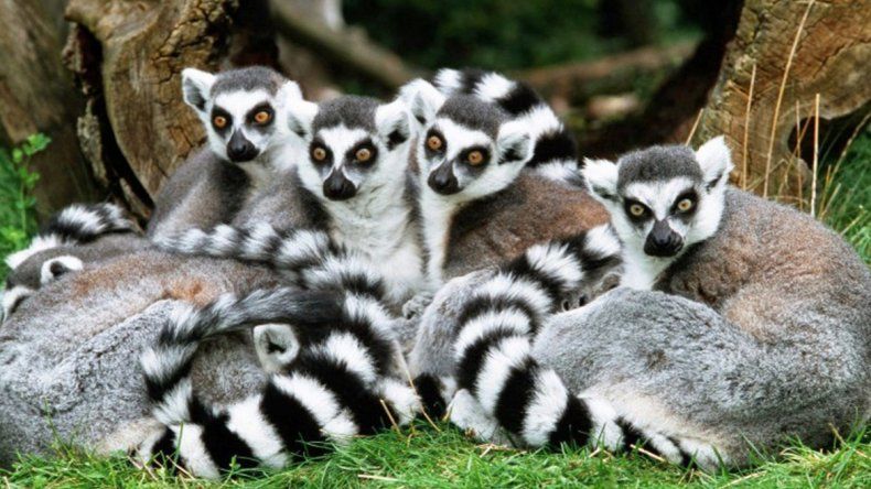 La sexta extinción masiva: la ONU alerta que un millón de especies están en peligro