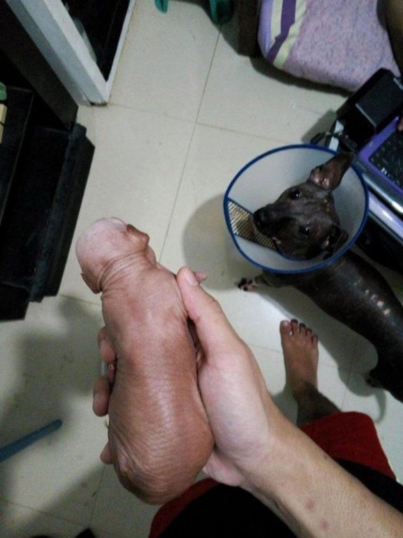 perro pene 3.jpg