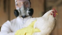 Senasa capacita a productores avícolas de Tilcara y Palpalá