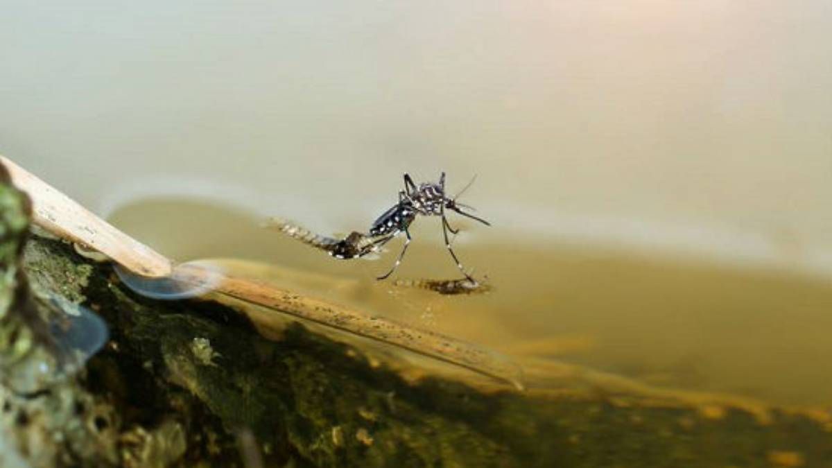 Dengue - Cuidados importantes