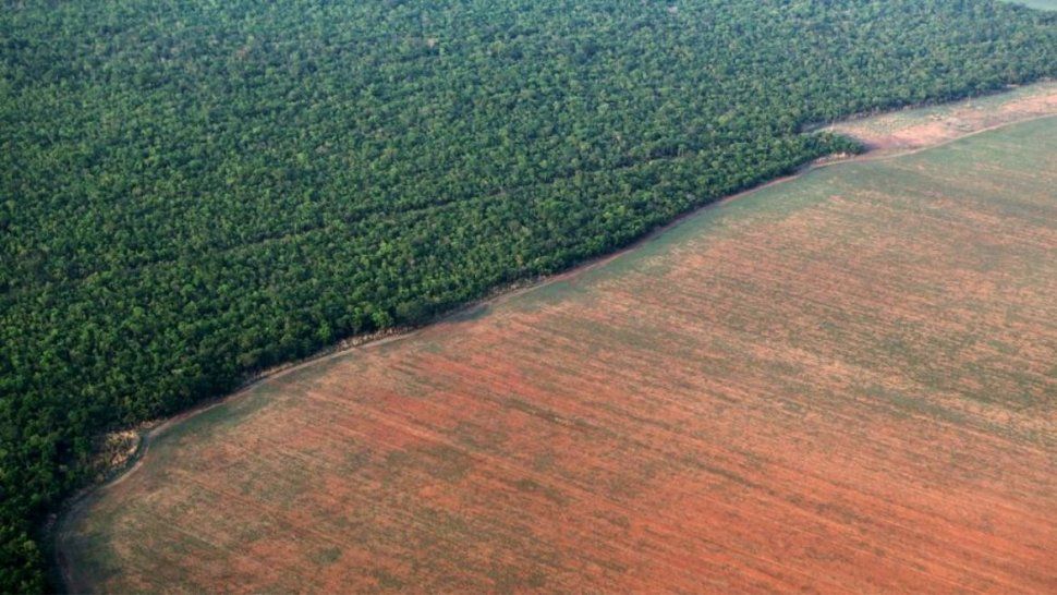 el hombre esta provocando la sexta extincion masiva de la biodiversidad