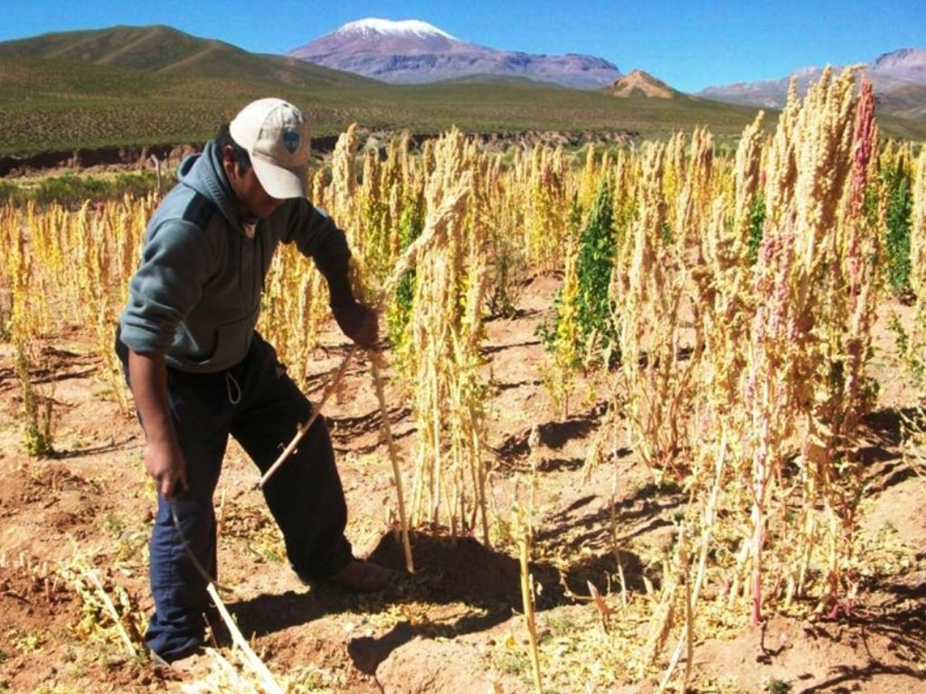 Cultivo de la quinua