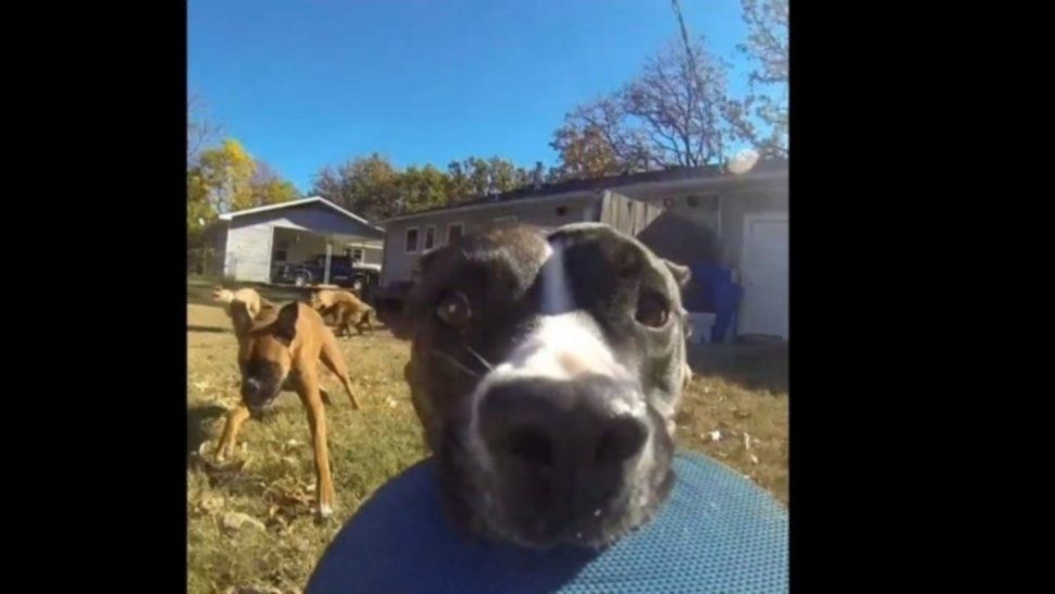 Imperdible: una perrita se robó una GoPro y quedó grabada mientras escapaba