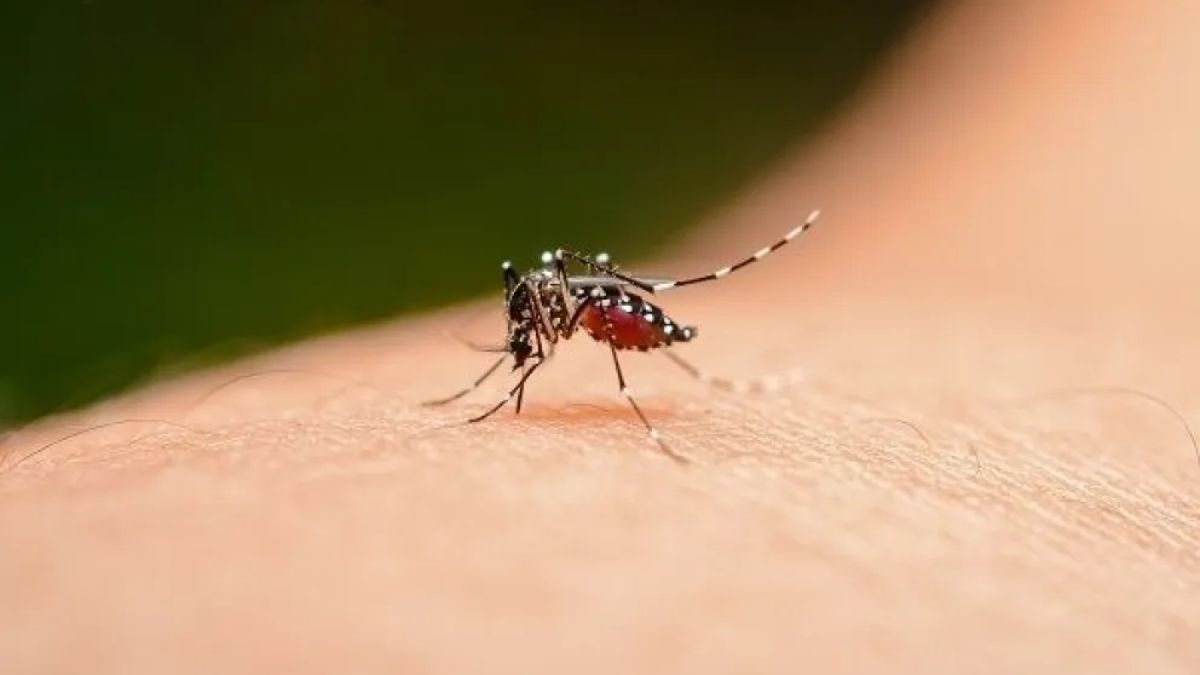 Ya son 122 los casos confirmados de chikungunya.