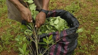Producción de la hoja de coca en Bolivia. Producción de la hoja de coca en Bolivia.