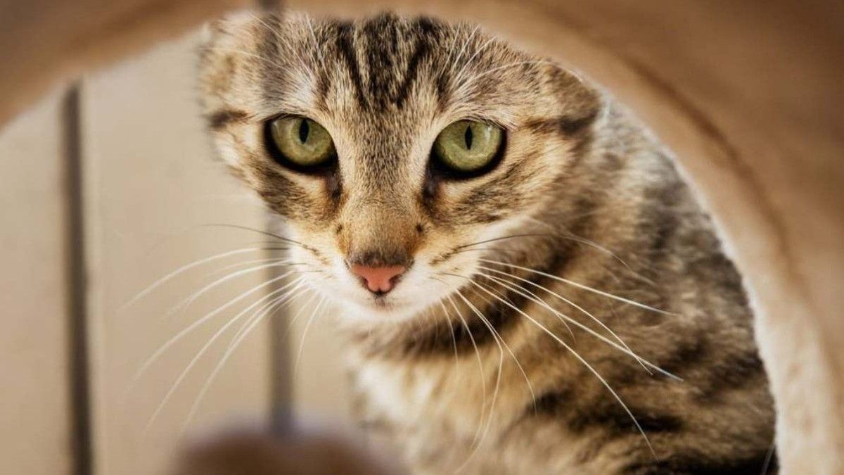 Desde Polonia consideran que los gatos domésticos son alienígenas.&nbsp;