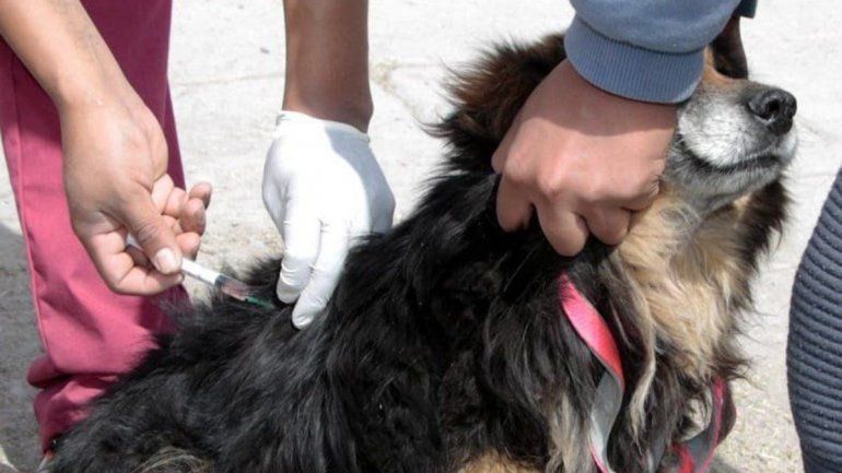 Registro y vacunaci&oacute;n de mascotas en San Salvador de Jujuy (Archivo)