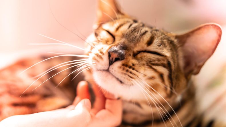 Un estudio respondió la incógnita: ¿A dónde se van los gatos cuando salen de casa? Un estudio respondió la incógnita: ¿A dónde se van los gatos cuando salen de casa?